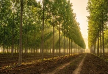 "انقلاب سبز در درآمدزایی؛ چرا کاشت نهال صنوبر ترکیه پرسودترین سرمایه‌گذاری سال ۱۴۰۴ است؟"